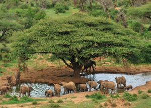 Reserve Massai Kenya