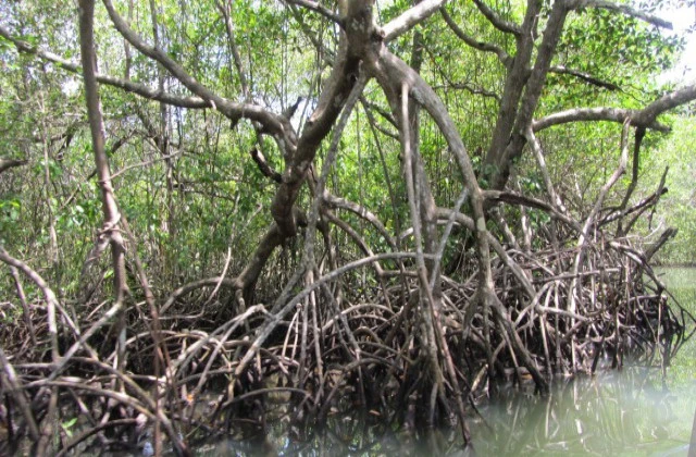 Parc National Los Haitises mangrove