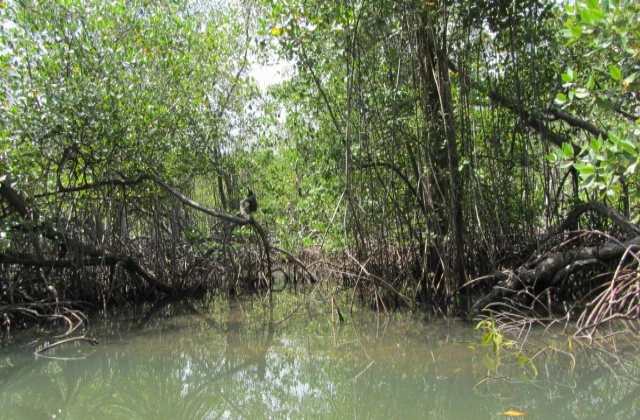 Parc National Los Haitises mangrove 3